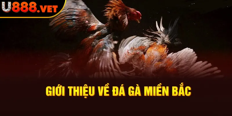 Giới thiệu về đá gà miền Bắc