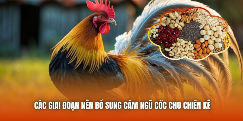 Các giai đoạn nên bổ sung cám ngũ cốc cho chiến kê